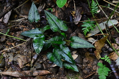 Asarum epigynum