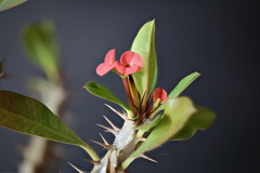 Euphorbia milii