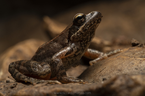 Italian Stream Frog, photo 4 of 7