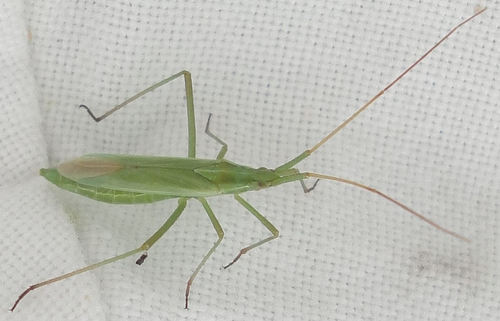 Megaloceroea recticornis