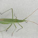 Long Thin Plant Bug - Photo (c) Mick Talbot, some rights reserved (CC BY-NC-SA)