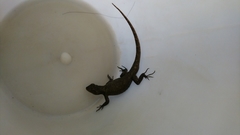 Sceloporus grammicus