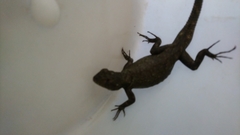 Sceloporus grammicus