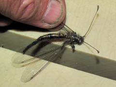 Ascaloptynx appendiculata