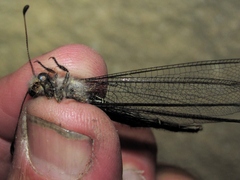 Ascaloptynx appendiculata