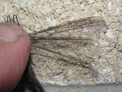 Ascaloptynx appendiculata