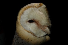 Tyto alba poensis