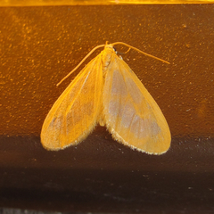 Eubaphe helveta