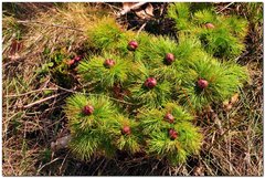 Paeonia tenuifolia