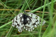 Melanargia russiae