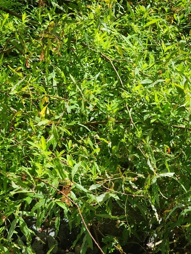 Salix canariensis image