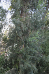 Eucalyptus pulchella