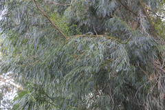 Eucalyptus pulchella