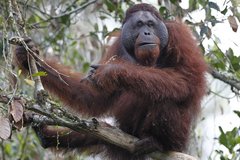 Pongo pygmaeus morio