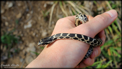 Elaphe quatuorlineata