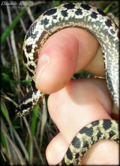 Elaphe quatuorlineata