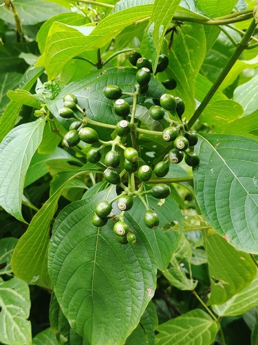 Mussaenda shikokiana iNat (1)