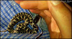 Elaphe quatuorlineata