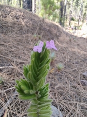 Micromeria pineolens image