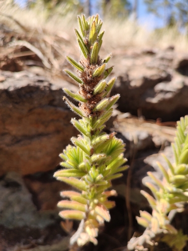 Micromeria pineolens image