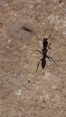 Odontomachus chelifer