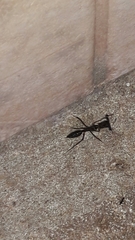 Odontomachus chelifer