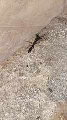 Odontomachus chelifer