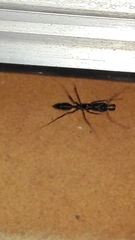 Odontomachus chelifer