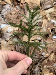 Dendrolycopodium hickeyi