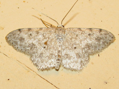 Scopula plantagenaria