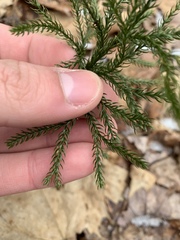 Dendrolycopodium hickeyi
