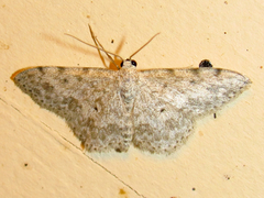 Scopula plantagenaria