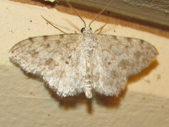 Scopula plantagenaria