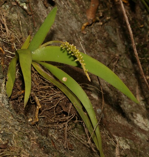 Image of Oberonia complanata by (c) Greg Tasney, some rights reserved (CC BY-SA)