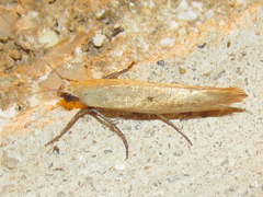 Ypsolopha