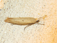 Ypsolopha