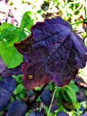 Coelophora inaequalis