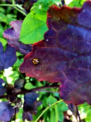 Coelophora inaequalis