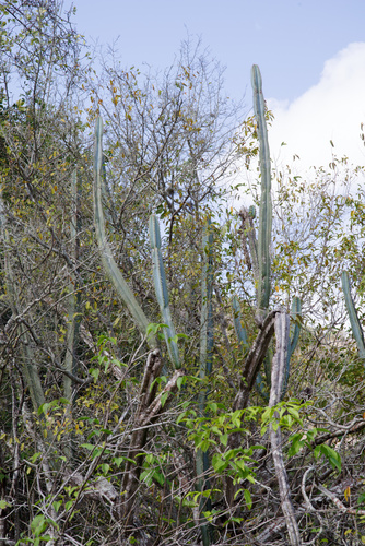 Pilosocereus brasiliensis ssp. ruschianus