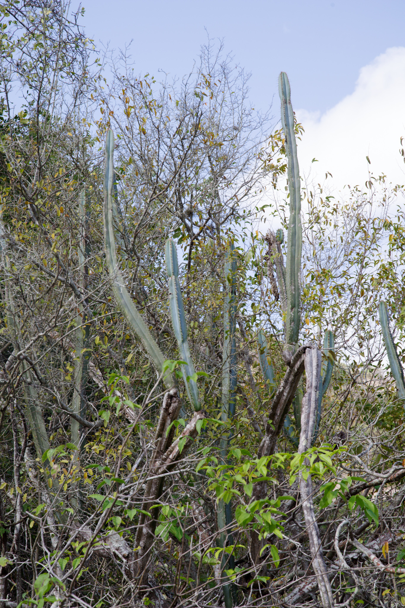 Pilosocereus brasiliensis ssp. ruschianus