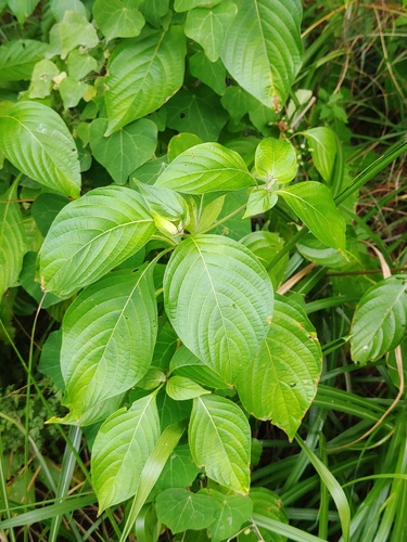 Mussaenda shikokiana iNat (3)