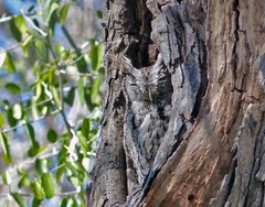 Megascops asio mccallii