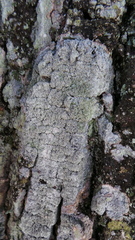 Pertusaria coccodes image