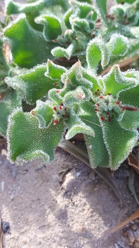 Crystalline ice plant