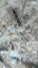 Odontomachus chelifer