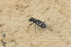 Cicindela sylvatica
