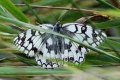 Melanargia russiae