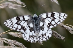 Melanargia russiae
