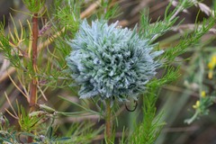 Rhopalomyia altaica