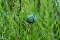 Rhopalomyia altaica